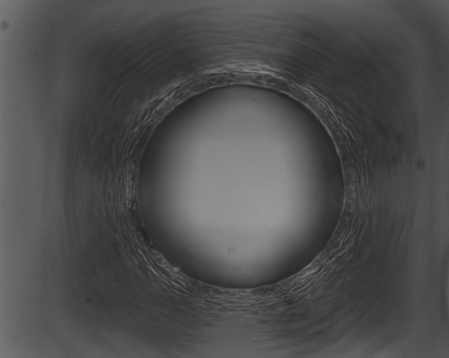 X0000087531110200704270850