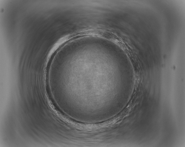 X0000087530006200704271218