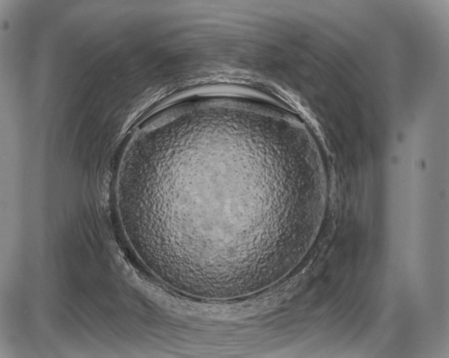 X0000087530010200704271218