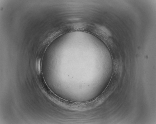 X0000087530028200704271218
