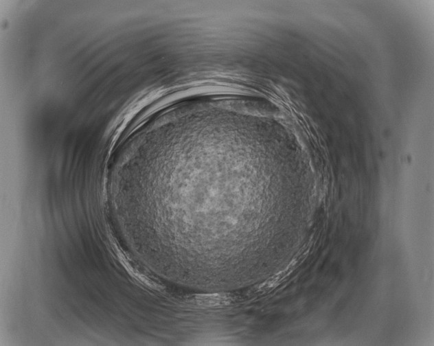 X0000087530050200704271217