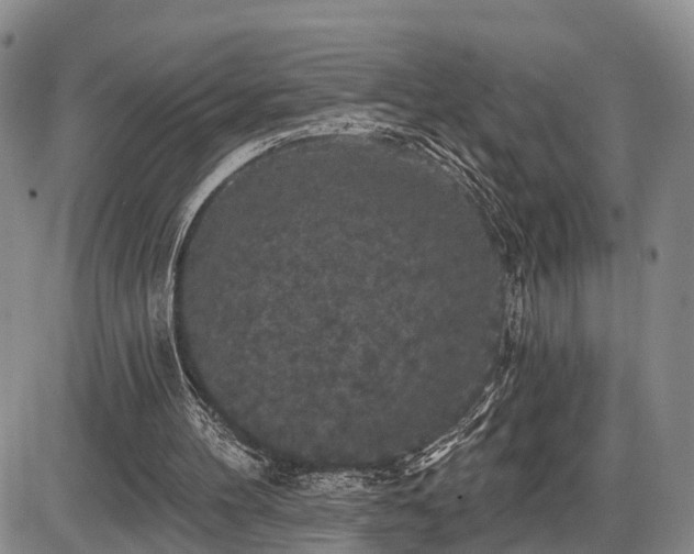 X0000087530100200704271217