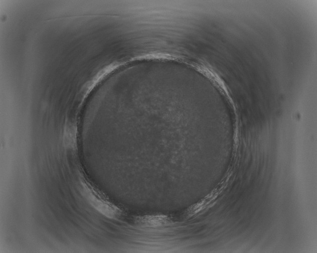 X0000087530108200704271217