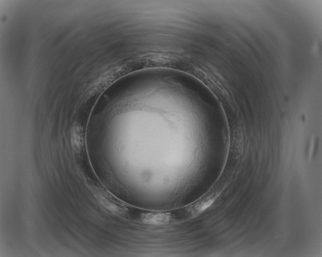 X0000087530135200704271216