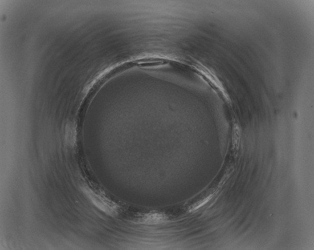 X0000087530204200704271215