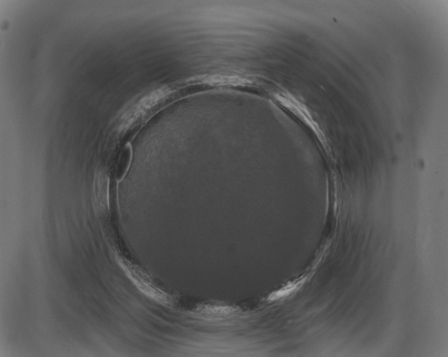 X0000087530205200704271215