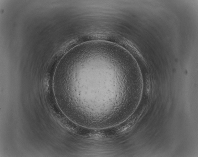 X0000087530259200704271214