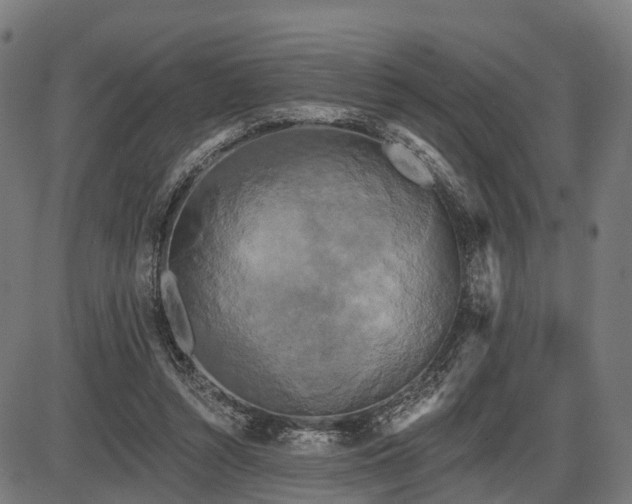 X0000087530352200704271212