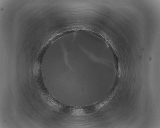X0000087530355200704271212