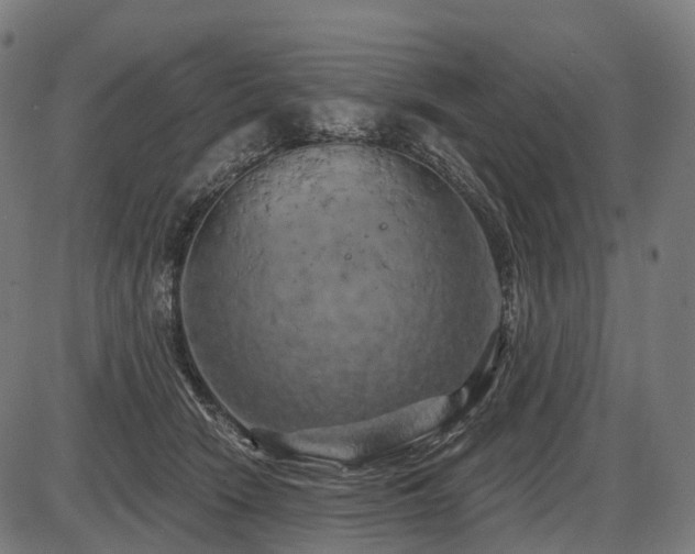 X0000087530466200704271211