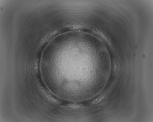 X0000087530545200704271209