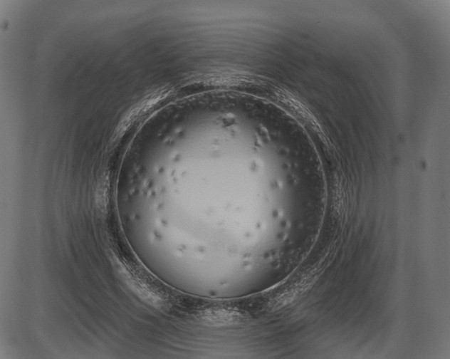 X0000087530586200704271209