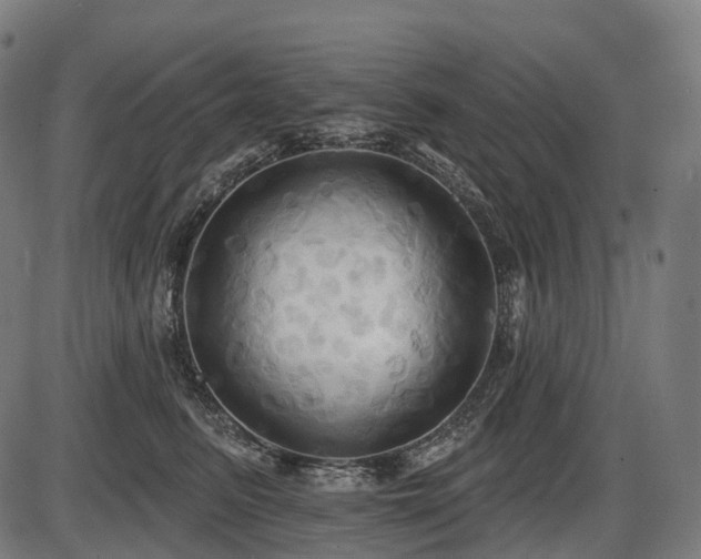 X0000087530615200704271208