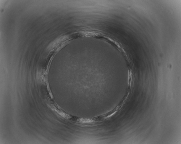 X0000087530766200704271207