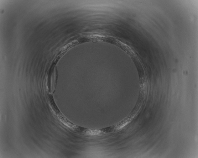 X0000087530767200704271207