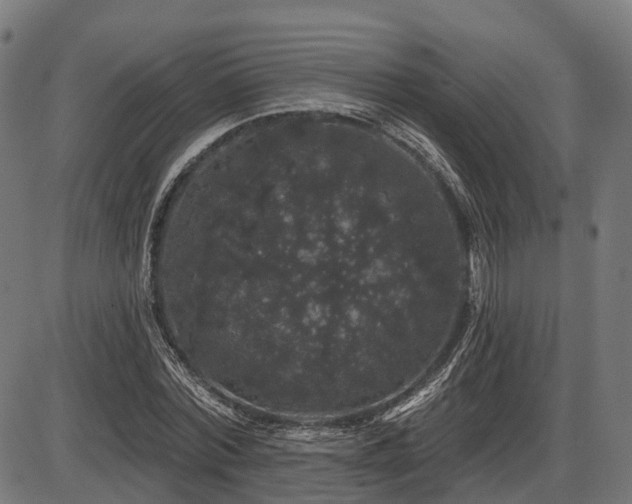 X0000087530780200704271206