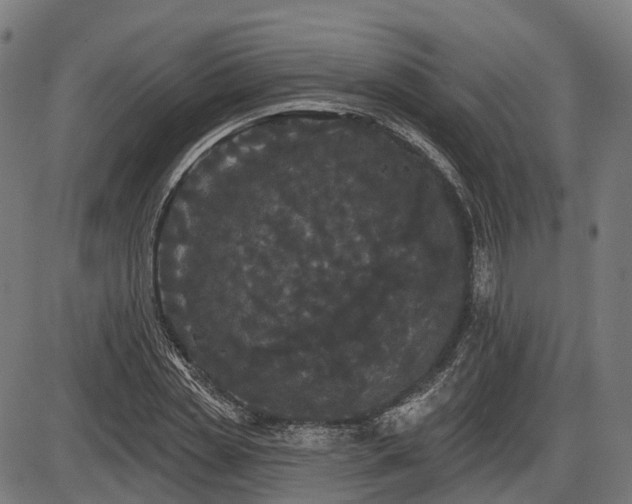 X0000087530829200704271205