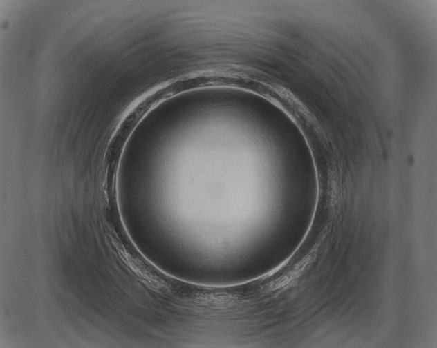 X0000087530830200704271205