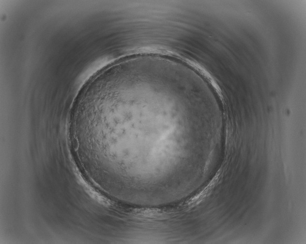 X0000087530991200704271202