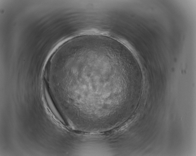 X0000087531008200704271202