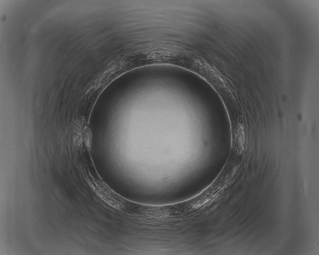 X0000087531012200704271201