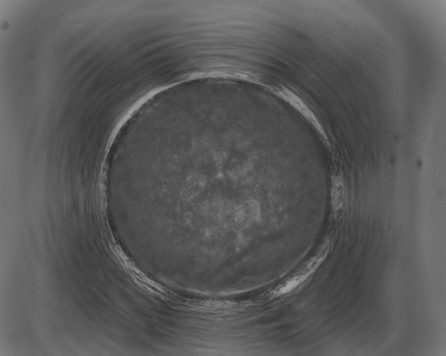 X0000087531068200704271201
