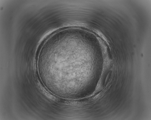 X0000087531072200704271201