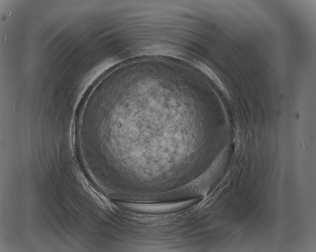 X0000087531076200704271201