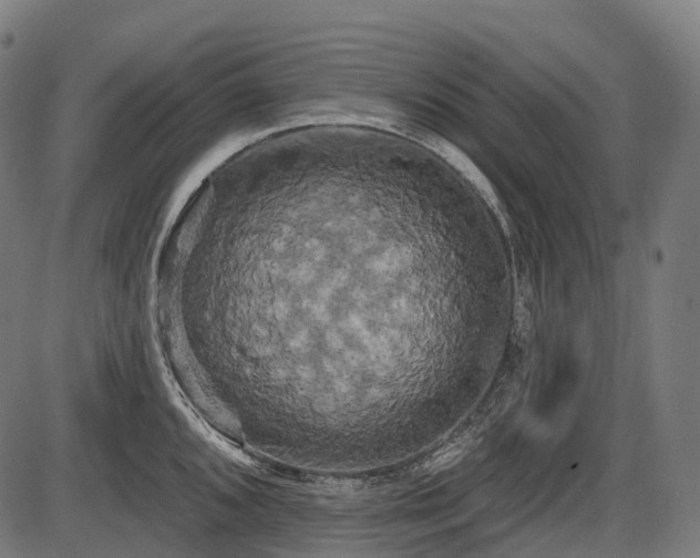 X0000087531096200704271201