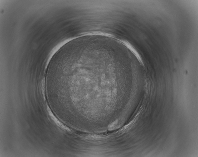 X0000087531100200704271201