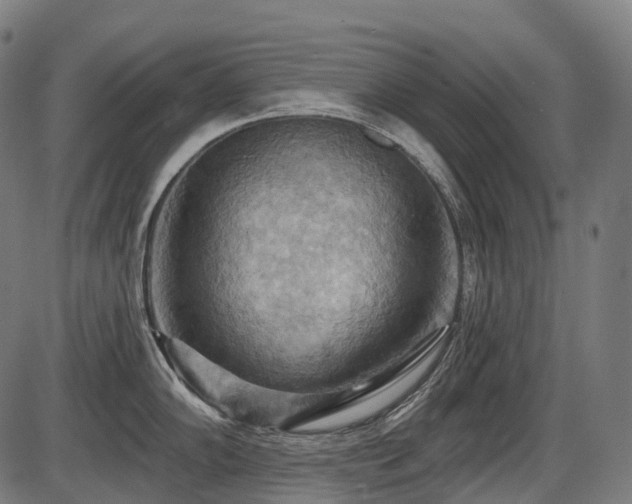 X0000087531102200704271201