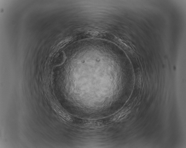 X0000087531105200704271200