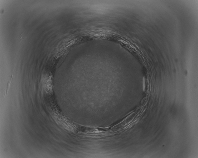 X0000087531156200704271200