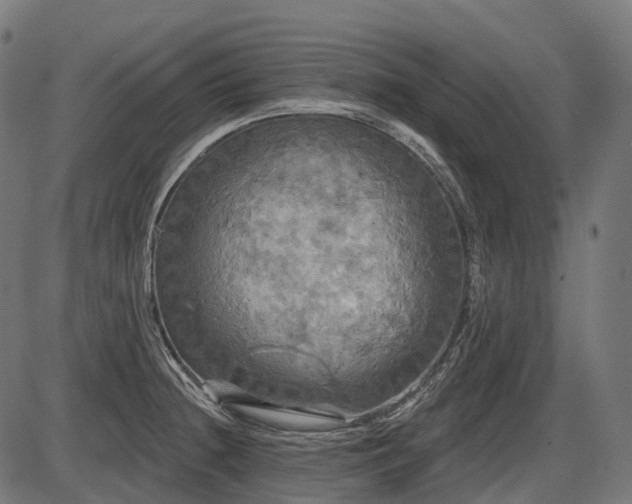 X0000087531236200704271159
