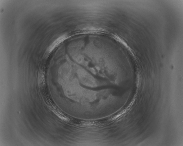 X0000087531259200704271158