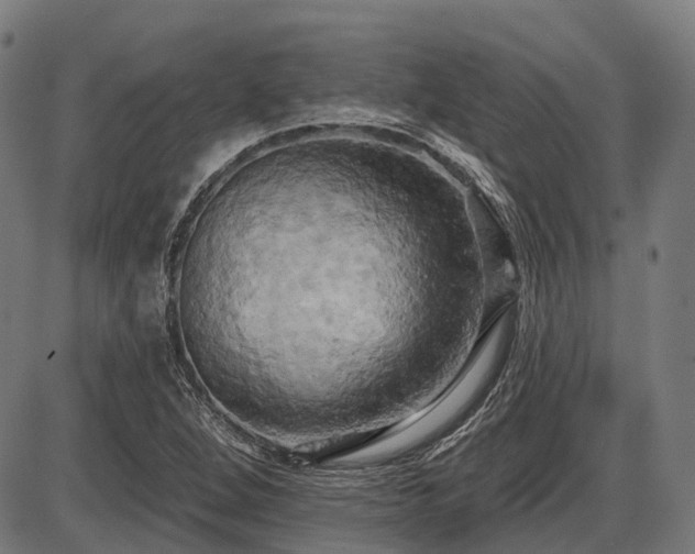 X0000087531264200704271158