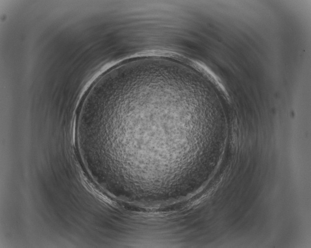 X0000087531276200704271158