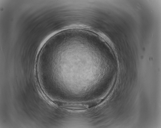 X0000087531296200704271157