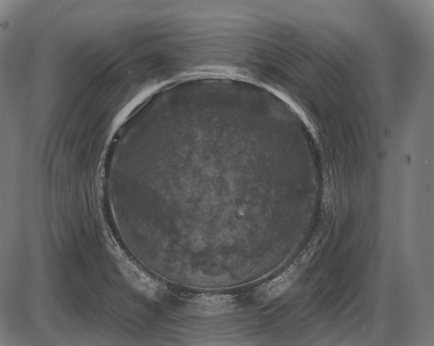 X0000087531325200704271157