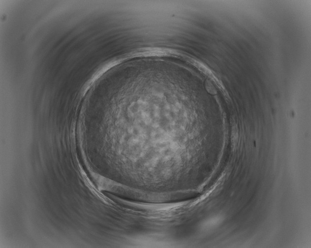 X0000087531417200704271155