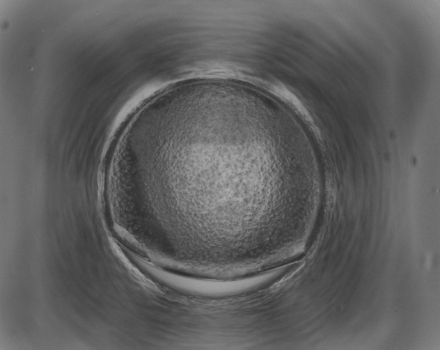 X0000087531424200704271156
