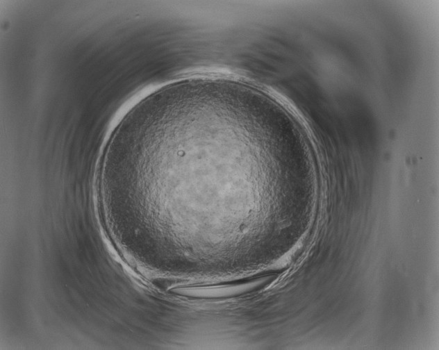 X0000087531440200704271156