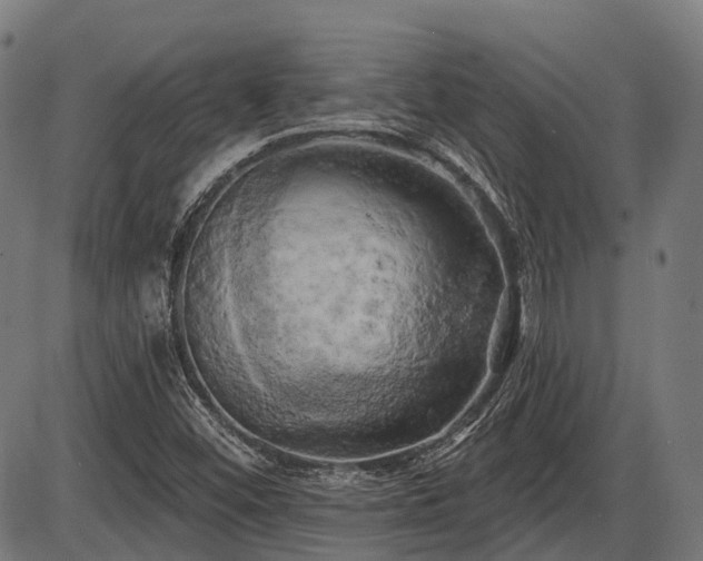X0000087531452200704271155