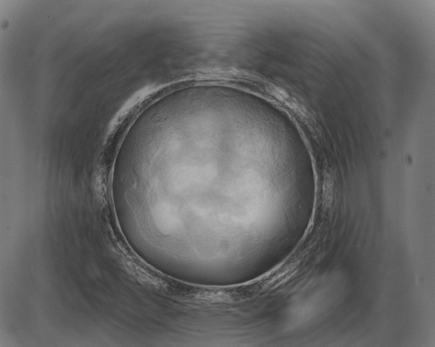 X0000087531454200704271155
