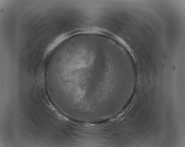 X0000087531456200704271155