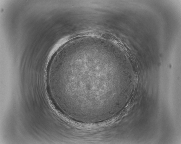 X0000087530006200705041249