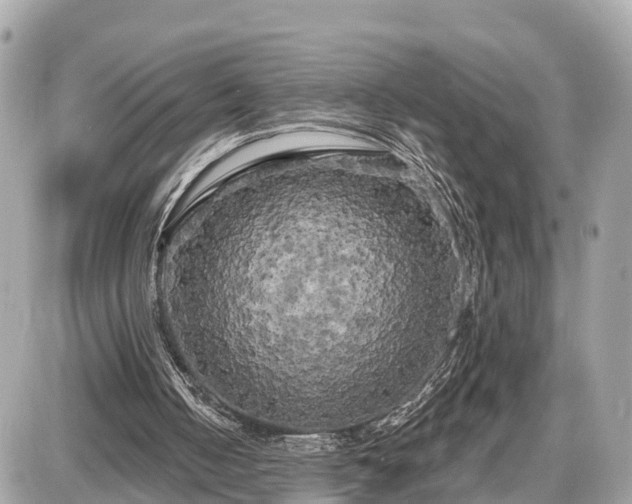 X0000087530050200705041248