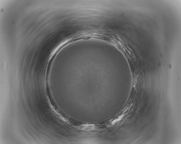 X0000087530052200705041248