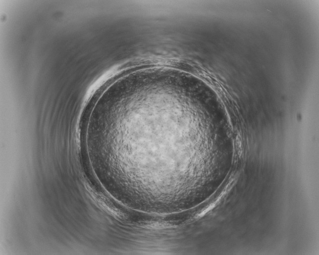 X0000087530246200705041245