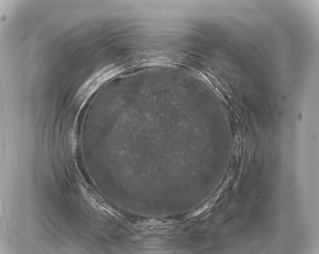 X0000087530290200705041244